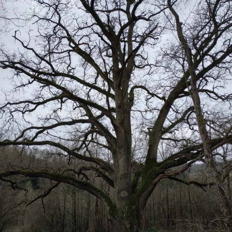 Le vieux chêne de Brillehaut
